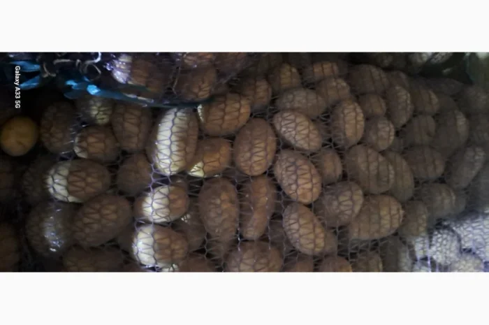 Продаж насінної картоплі різних сортів- фото № 1