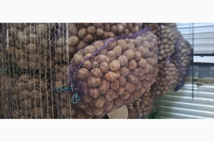 Продаж насінної картоплі різних сортів- фото № 2