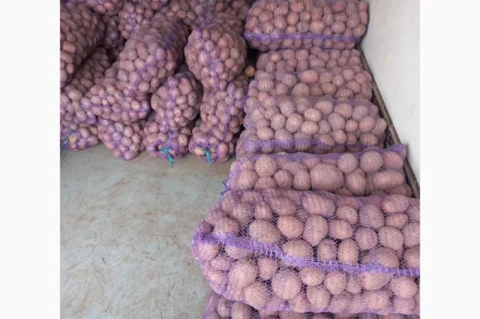 Куплю товарную картошку- фото № 4