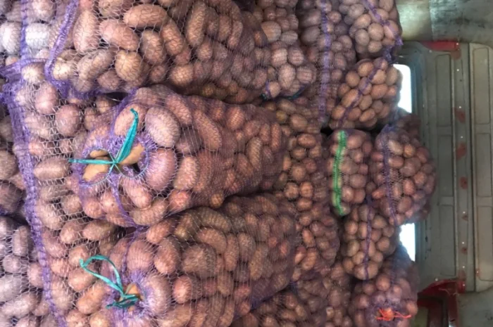 Куплю картоплю сортів Словянка, Білла Росса, Санте- фото № 1