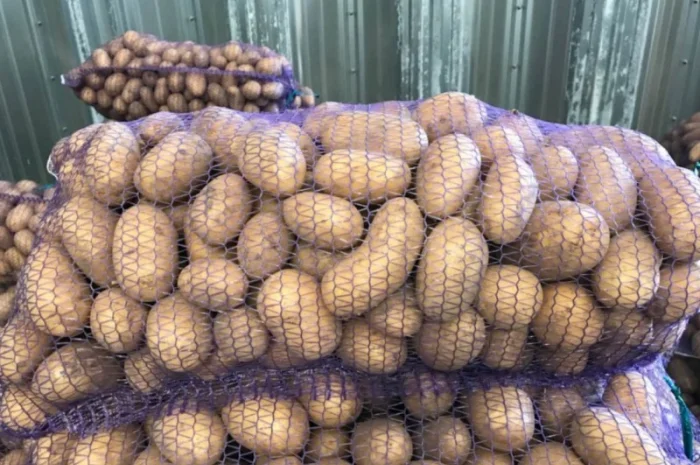 Картофель польский Vineta на продажу- фото № 1