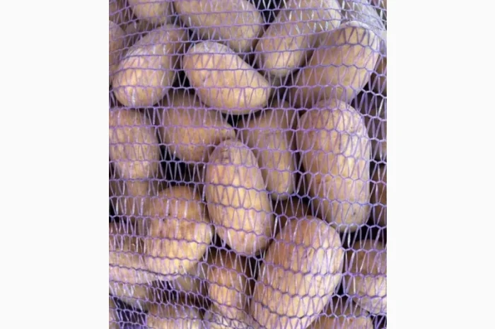 Картофель польский Vineta на продажу- фото № 2