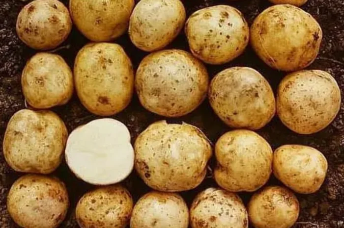 Картофель польский Vineta на продажу- фото № 3