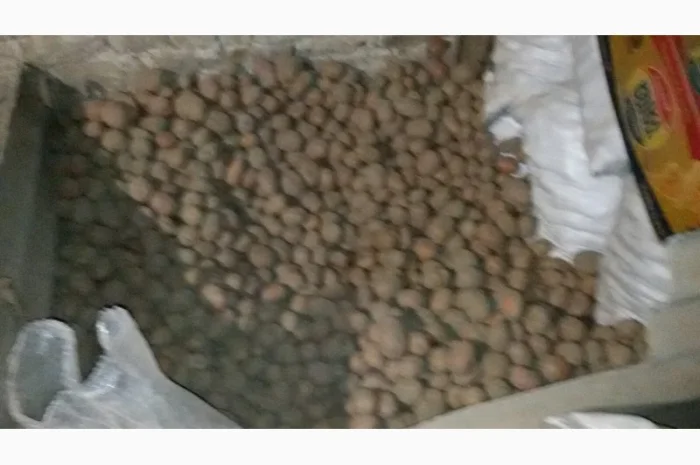 Продаж картоплі сорту мелоді- фото № 1