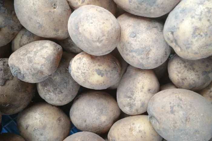 Продам картоплю Конект- фото № 1