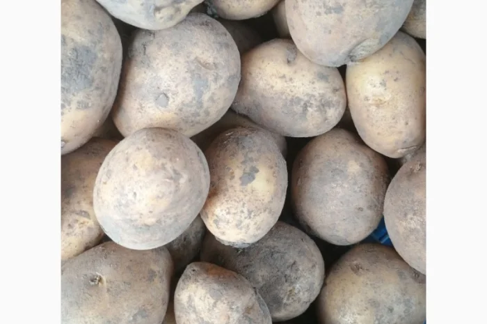 Продаж картоплі оптом- фото № 1