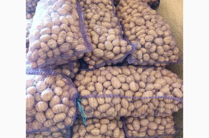 Куплю посадковую картоплю- фото № 1