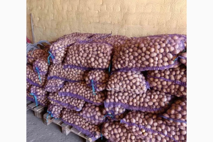 Куплю посадковую картоплю- фото № 2