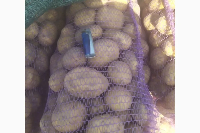 Продаю картоплю сорту Канект- фото № 1