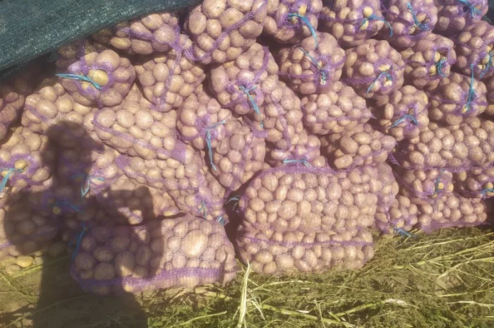 Продаю картоплю сорту Канект- фото № 2