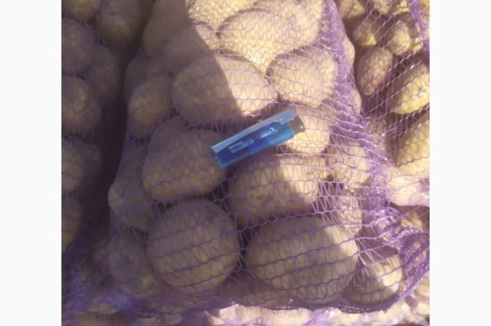 Продаю картоплю сорту Канект- фото № 3