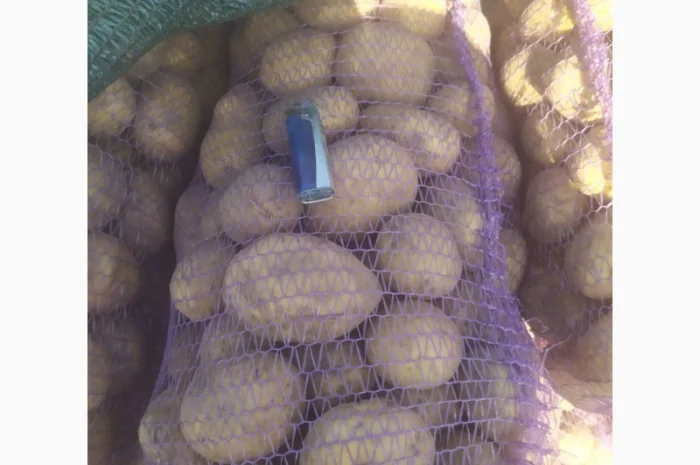 Продаю картоплю сорту Канект- фото № 4