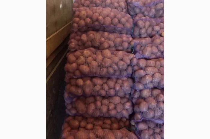 Продаж картоплі сорту Біла Роса- фото № 1
