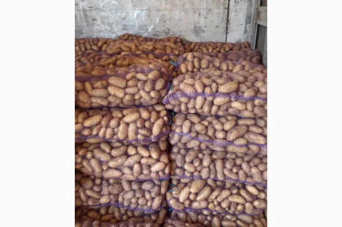 Куплю картошку Беллу росу Гренаду Тайфун- фото № 1