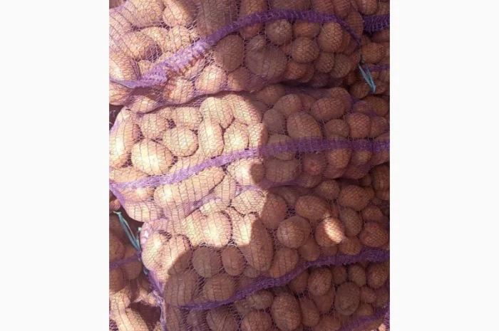 Куплю картошку Беллу росу Гренаду Тайфун- фото № 2