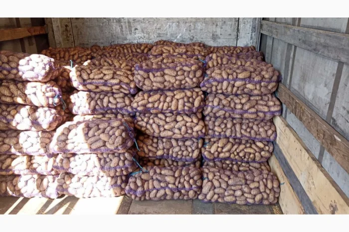 Куплю картошку Беллу росу Гренаду Тайфун- фото № 3