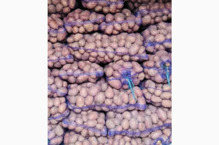 Картошка Белла Роса, Тайфун, Гренада на продажу- фото № 1