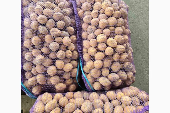 Продаж дрібної картоплі Арізона- фото № 2