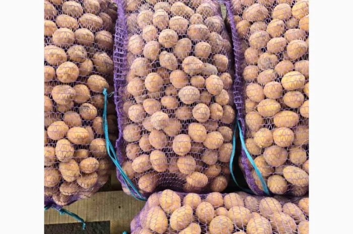 Продаж дрібної картоплі Арізона- фото № 3