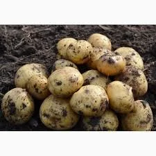 Замовлення молодої картоплі оптом- фото № 1