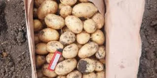 Продаж молодої картоплі 2025 | гурт від 10 тонн- фото № 1