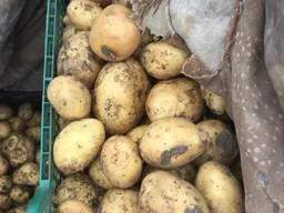 Продаж молодої картоплі оптом- фото № 1