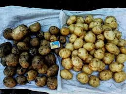 Продаж молодої картоплі оптом- фото № 1