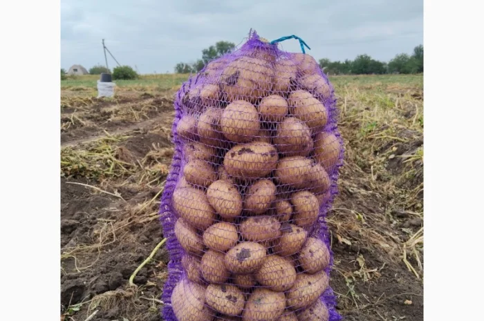 Купить картофель Рів'єра и Арізона- фото № 2