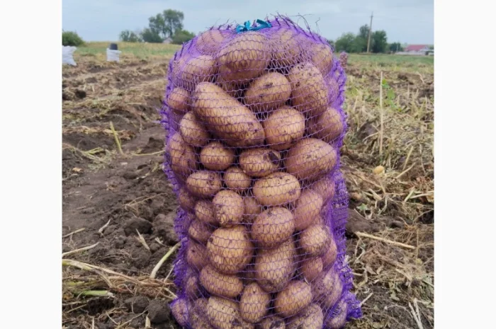 Купить картофель Рів'єра и Арізона- фото № 3