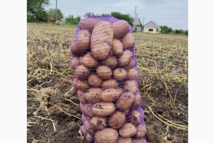 Купить картофель Рів'єра и Арізона- фото № 4