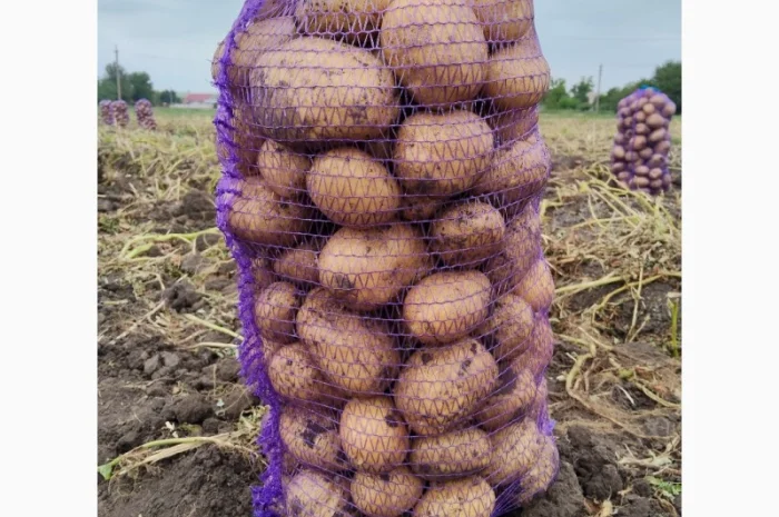 Купить картофель Рів'єра и Арізона- фото № 5