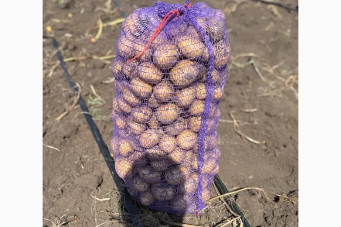 Товарна картопля сорт Гала на продаж- фото № 1