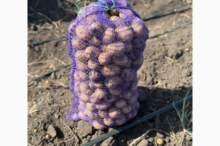 Товарна картопля сорт Гала на продаж- фото № 2