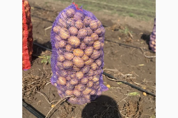 Товарна картопля сорт Гала на продаж- фото № 3