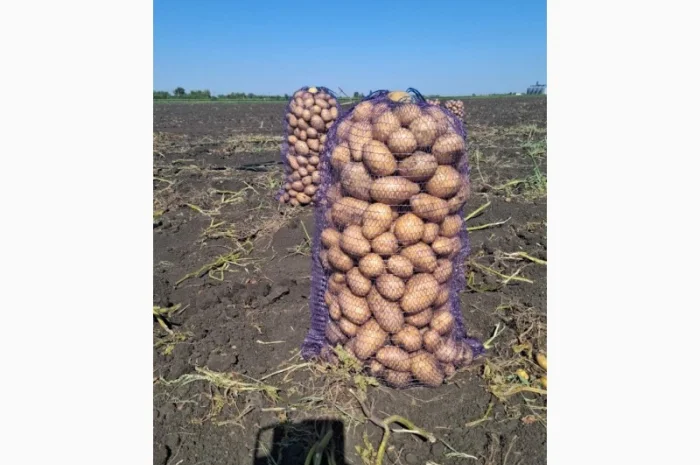 Картопля сорт Сорая оптом на продаж- фото № 1