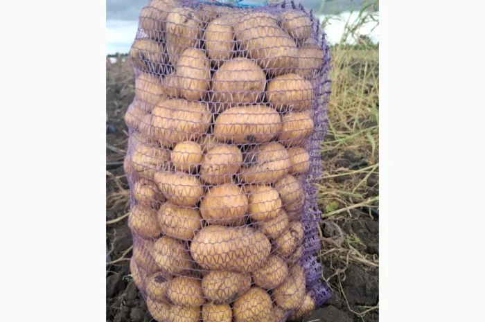 Картопля сорт Сорая оптом на продаж- фото № 2