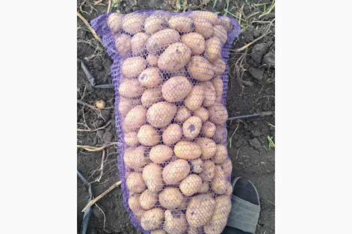 Картопля сорт Сорая оптом на продаж- фото № 3