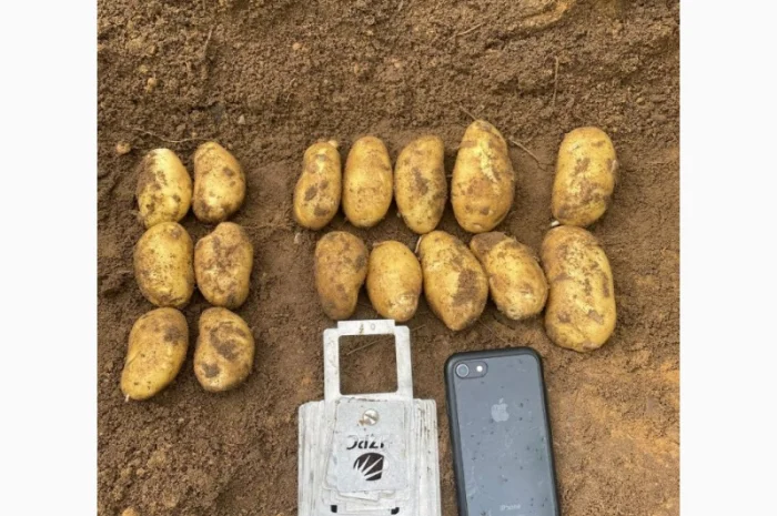 Продаж картоплі з Польщі- фото № 2