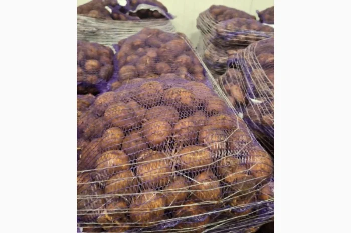 Продаж картоплі з Польщі- фото № 7