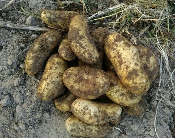 Продаж картоплі раннього сорту Киранда- фото № 1