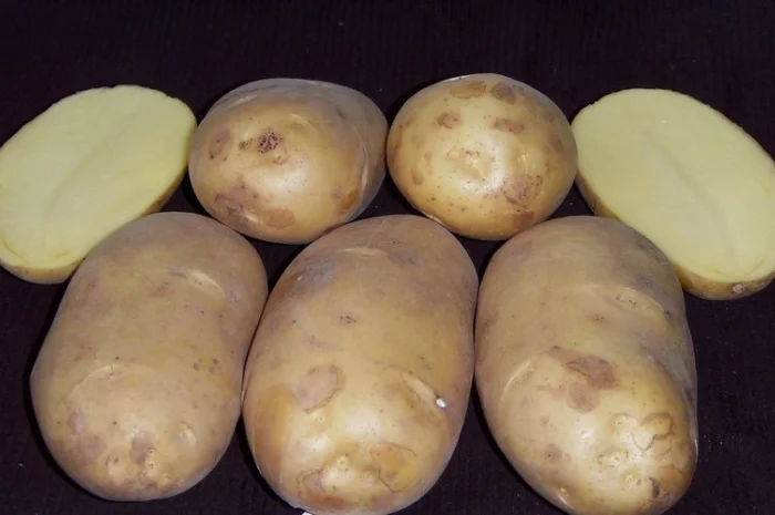 Картофель Киранда для ранней посадки- фото № 2
