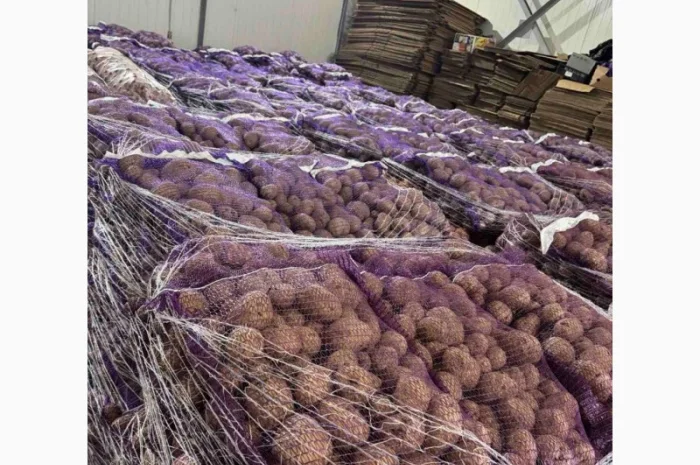 Картопля товарна Імпорт на продаж- фото № 1