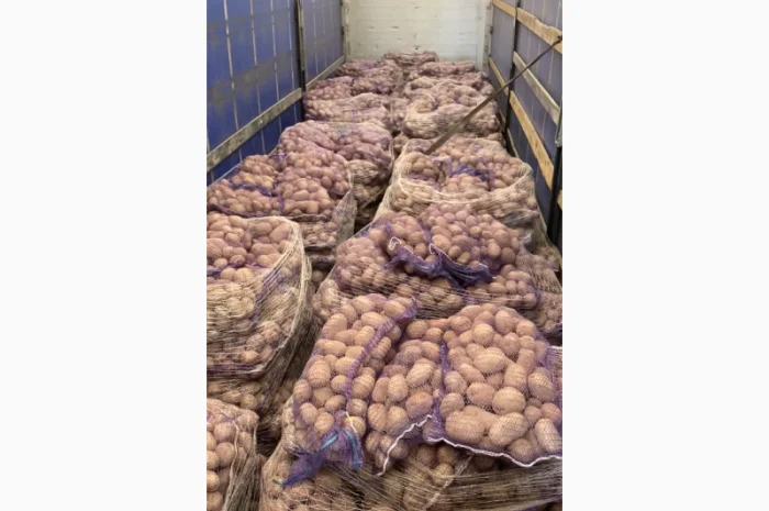 Картопля товарна Імпорт на продаж- фото № 2