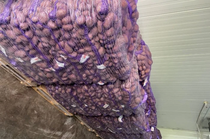 Картопля товарна Імпорт на продаж- фото № 3