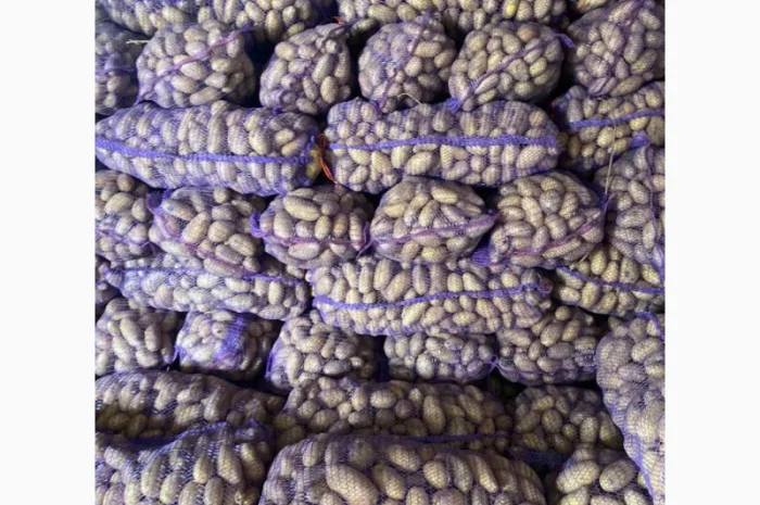 Картопля Белла Росса оптом з доставкою- фото № 1