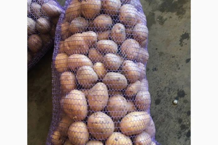 Продажа товарной картошки в сетках- фото № 1