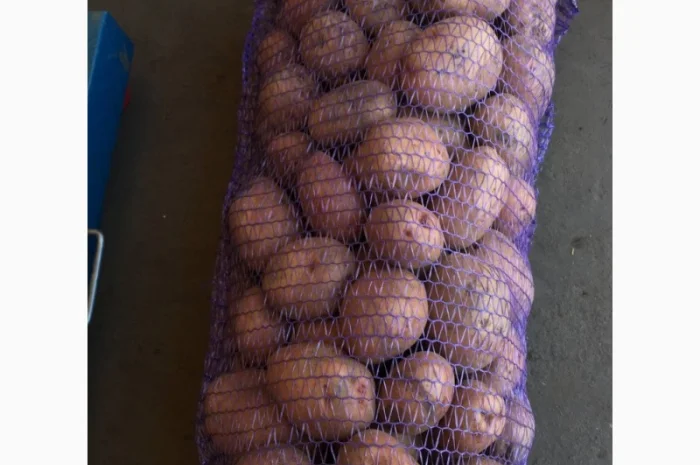 Продажа товарной картошки в сетках- фото № 2