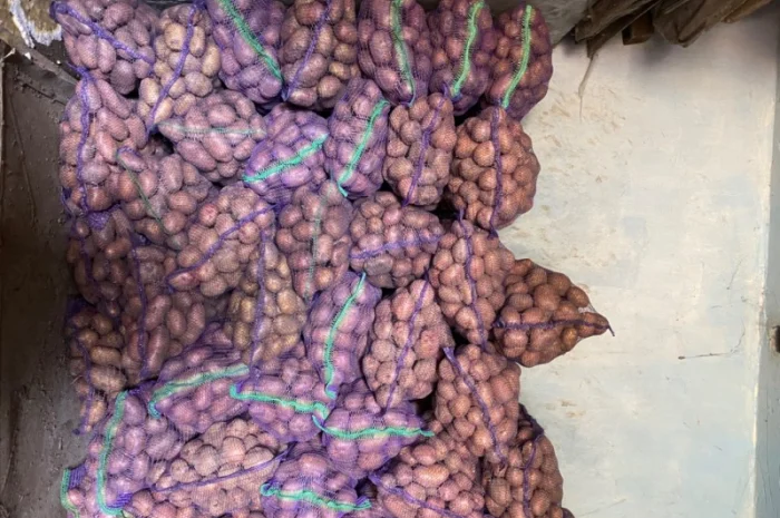 Продажа товарной картошки в сетках- фото № 3