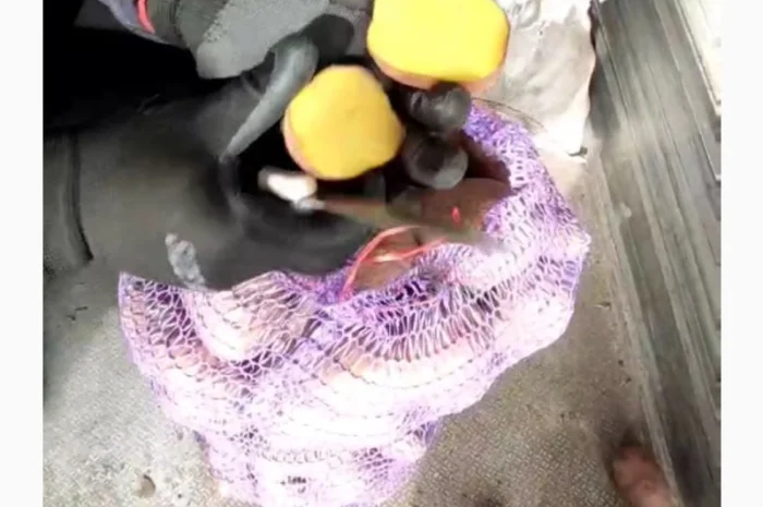 Продаж товарної картоплі з швидкою завантаженням- фото № 2