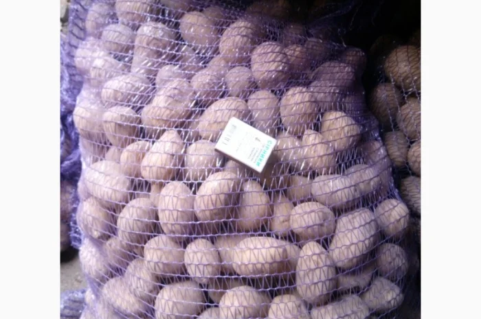 Продаю картошку семенную- фото № 2